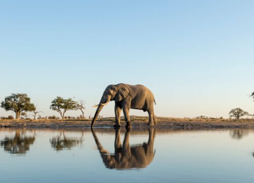 Wildlife Spotlight: The African Elephant
